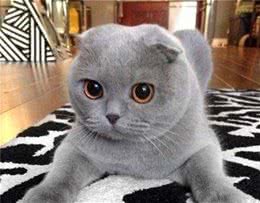 世界十大最受欢迎宠物猫品种最热门的短毛猫是哪种