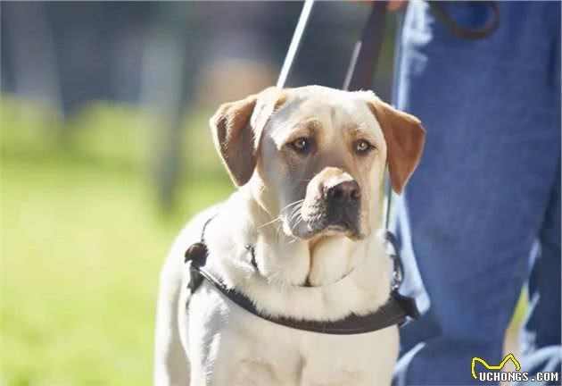 导盲犬是免费领取的吗？满足5个条件，才能免费申请