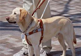 导盲犬是免费领取的吗？满足5个条件，才能免费申请