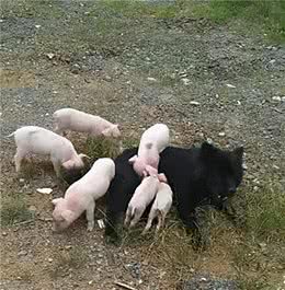 草地上传来狗的叫喊声，凑近看清后却觉得有些心疼：有奶便是娘呀