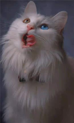 明明可以靠实力，却偏偏要靠颜值，颜值直逼布偶猫的土猫，狮子猫