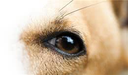 犬类常见的五种眼部疾病，你了解多少？