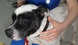 狗狗一脸绝望，身上被烟头烫了两个洞，主人却烂醉如泥