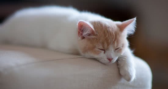 辟谣：猫咪整天都睡不醒真那么懒？都是因为狩猎者的天性