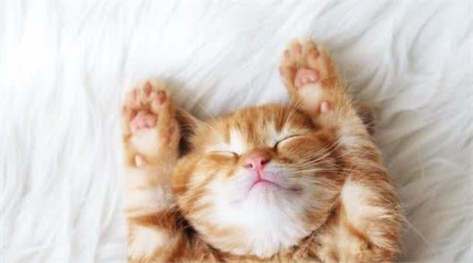 辟谣：猫咪整天都睡不醒真那么懒？都是因为狩猎者的天性