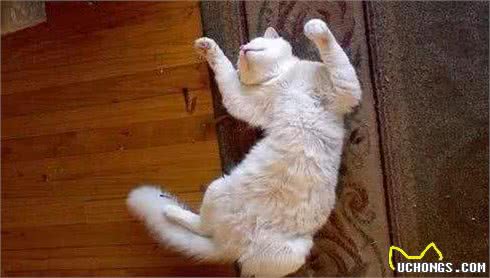 辟谣：猫咪整天都睡不醒真那么懒？都是因为狩猎者的天性