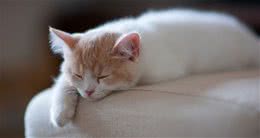 辟谣：猫咪整天都睡不醒真那么懒？都是因为狩猎者的天性