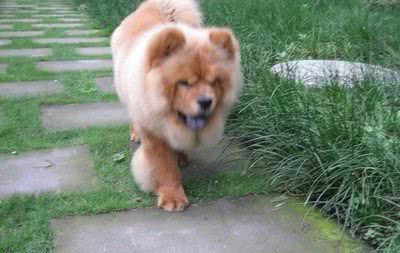 护理好这5个部位，轻松解决松狮犬“体臭”问题
