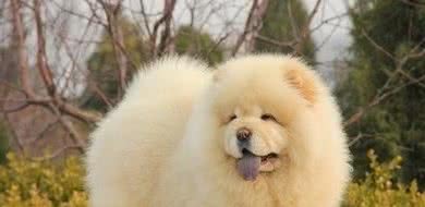 护理好这5个部位，轻松解决松狮犬“体臭”问题