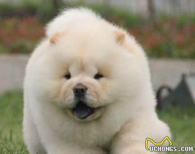 护理好这5个部位，轻松解决松狮犬“体臭”问题