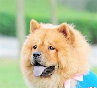 护理好这5个部位，轻松解决松狮犬“体臭”问题