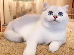 LCA对金渐层猫白色爪尖的判定：