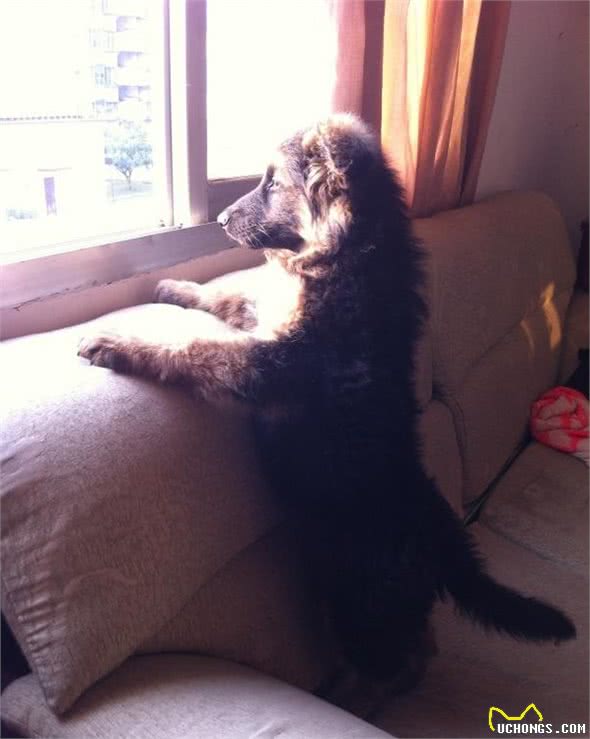 狗狗为什么通人性？训犬师告诉你狗狗不可抹杀的天性