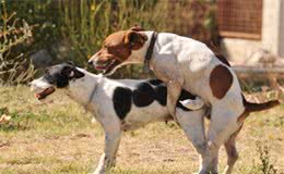 母狗被捆住四肢，嘴被封住，被迫与3只公狗交配，神情令人心酸