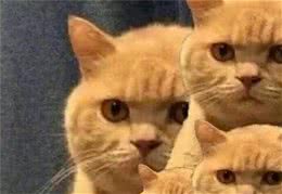 猫碗竟比马桶脏1000多倍？你给猫吃的是屎吧