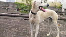 细犬，为什么会变成“落寞”的华夏名犬？