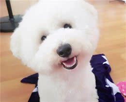 养狗大揭秘：比熊犬喜欢男生还是女生？看完你就知