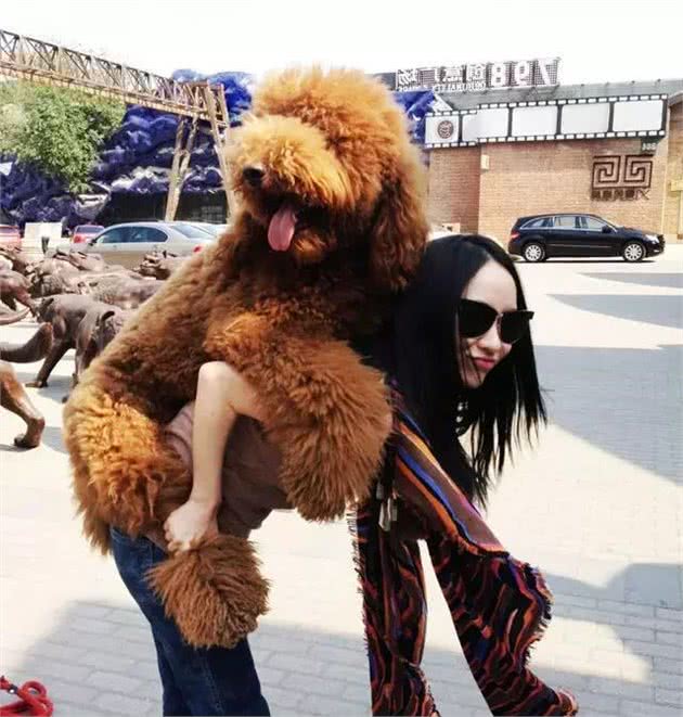 养一只“巨型贵宾犬”是什么体验？网友：欲哭无泪
