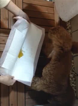 一滴不漏的神技！狗狗抬腿拉尿，主人拿尿垫在旁边接