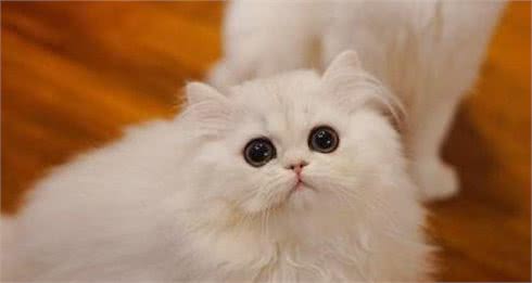 比起布偶猫，我更欣赏看起来有个性的金吉拉，也是舒淇的爱宠！