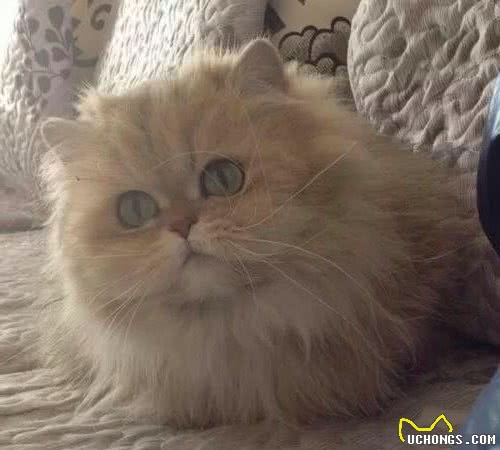 比起布偶猫，我更欣赏看起来有个性的金吉拉，也是舒淇的爱宠！