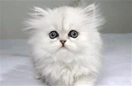 比起布偶猫，我更欣赏看起来有个性的金吉拉，也是舒淇的爱宠！