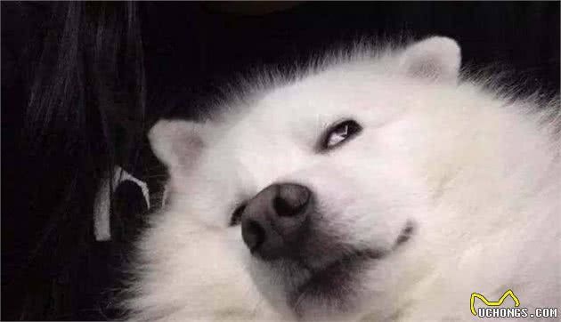 世纪争夺赛！雪橇三傻到底哪个最傻？二哈：反正我不是最傻的