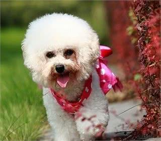 6个导致比熊犬泪痕严重的原因，不知道的铲屎官快看过来吧