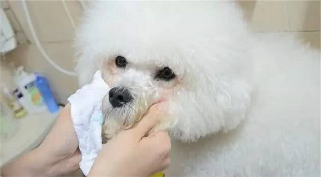 6个导致比熊犬泪痕严重的原因，不知道的铲屎官快看过来吧