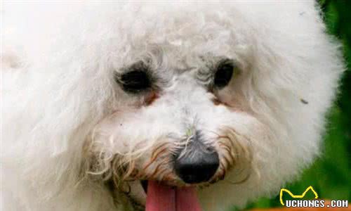 6个导致比熊犬泪痕严重的原因，不知道的铲屎官快看过来吧