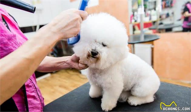 6个导致比熊犬泪痕严重的原因，不知道的铲屎官快看过来吧
