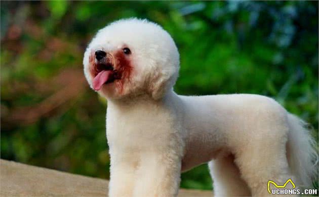 6个导致比熊犬泪痕严重的原因，不知道的铲屎官快看过来吧