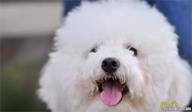 6个导致比熊犬泪痕严重的原因，不知道的铲屎官快看过来吧