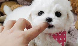 养了比熊犬后，对其他狗不感兴趣？这5个优点太吸引人了