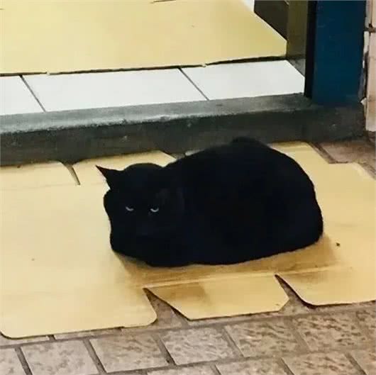 养了黑猫后，我的智商仿佛被碾压