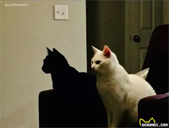 养了黑猫后，我的智商仿佛被碾压
