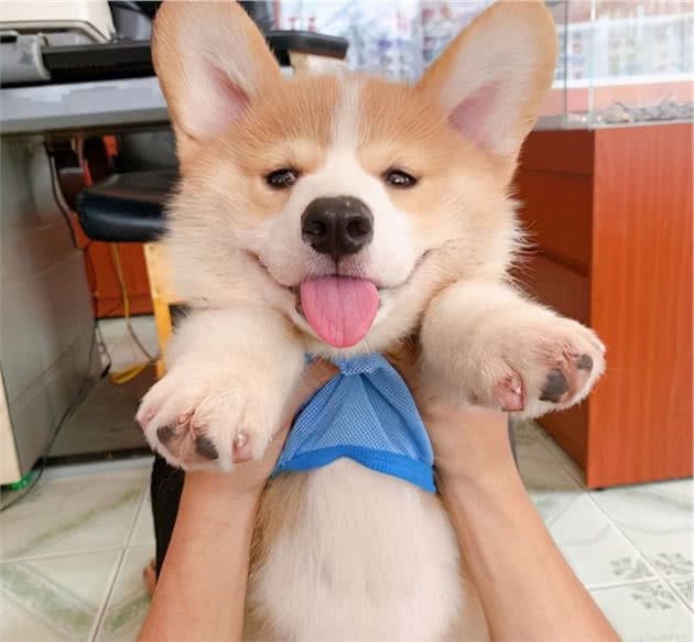 饲养柯基犬的注意事项，收好了