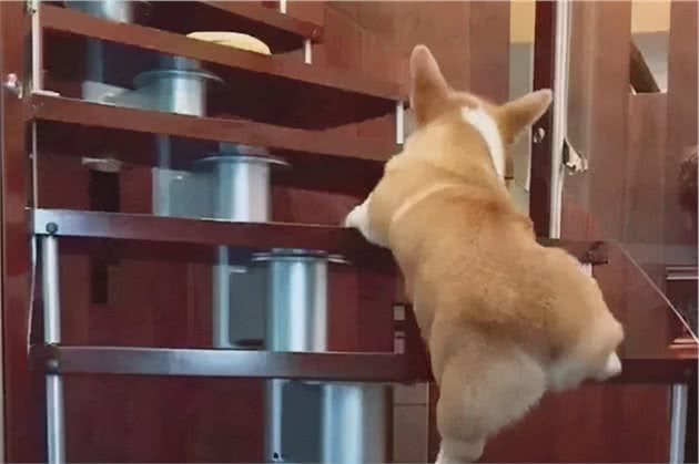 饲养柯基犬的注意事项，收好了