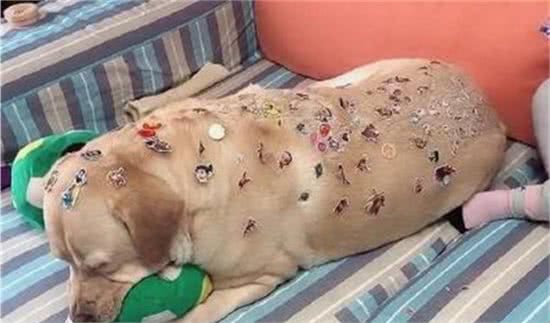不上幼儿园的孩子在家里做什么？狗子苦不堪言，网友：“贵妇”犬