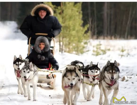 俄罗斯名犬西伯利亚雪橇犬，又称恶霸犬②