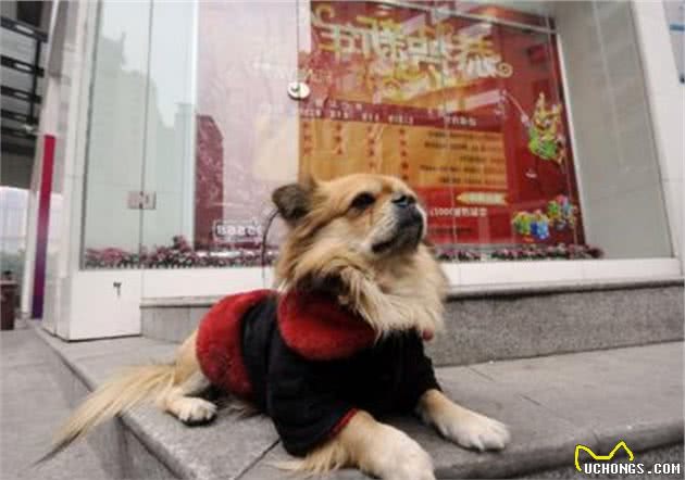 你家狗狗喜欢睡在哪？直接反映与你的感情，很直观