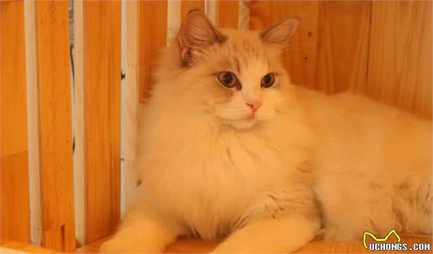 越南男子花数十万养猫妻子无法忍受和他离婚，网友：要猫不要媳妇
