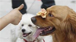 小狗被食物噎到，主人应该如何处理？手忙脚乱是大忌