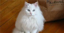 “国产猫”颜值都不高？那是你还没遇到临清狮子猫