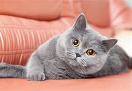 新手养猫之前必看.十分钟带你了解猫（英国短毛猫篇）