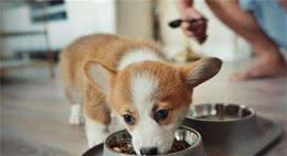 柯基犬挑食怎么办？教你5招，让它乖乖的吃饭！