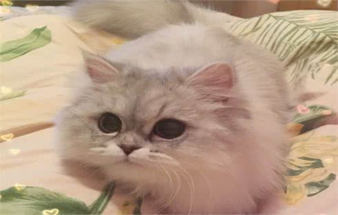 金吉拉猫的生活习性