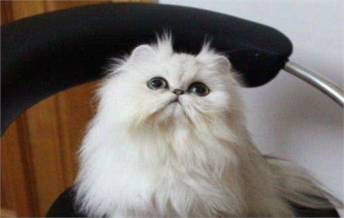金吉拉猫的生活习性