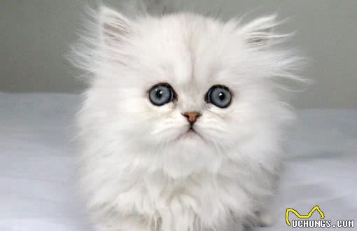 金吉拉猫的生活习性