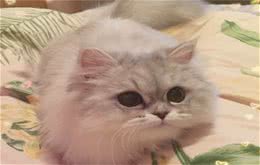 金吉拉猫的生活习性